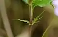 托葉