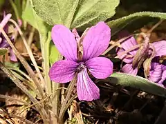 花は紅紫色で、紫色のすじが入り、側弁の基部は有毛。雄蕊が見えない咲き方をする。