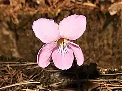 側花弁の基部にまばらに毛が生える。無毛の場合もある。