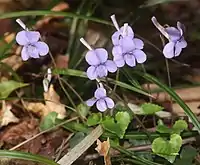 低山地の落葉樹林下に生育するナガハシスミレ