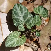 葉脈に沿って白斑がある葉