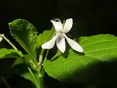 花は白色または淡紫色、径1.5-2cmで、唇弁に紫色の細い条があり、上弁は立ち上がり、側弁の基部はふつう毛が生える。