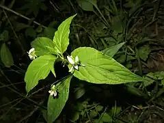 葉身は披針形から狭卵形で、先端は鋭頭から鋭突頭、基部はくさび形となって葉柄に流れる。縁には低い鋸歯がまばらにある。