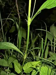 托葉は茎の両側に沿って立ち、披針形で、櫛の歯状に裂け、先は鋭くとがる
