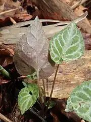 葉の裏面は紫色をおび、短毛が生える。