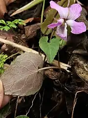 葉の裏面はしばしば紫色を帯びる。