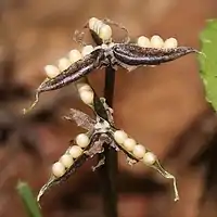 果実は蒴果で熟した後に裂開し、種子を飛ばす