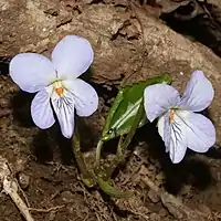 花より遅れて展開中の葉