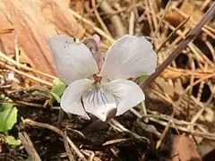 花は淡紅紫色。花弁に紫色の条があり、側弁の基部に毛が生える。花柱はカマキリの頭形になり、花柱上部の両翼は左右に張り出す。