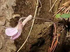 唇弁の距は太くてやや長いか細長く、紫色をおびる。花柄に短毛が密生する。