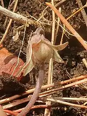 果実は楕円状の蒴果で、短毛が生える。