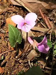 花は紅紫色、側弁の基部は無毛。花柱はカマキリの頭形になる。