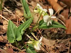 花が白色になる。正式な記載はされていない。