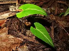 花後の葉。葉の質はやや厚く、表面は濃緑色で無毛で光沢がある。