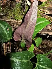 葉の裏面は紫色を帯びる。