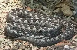 ハナダカクサリヘビ