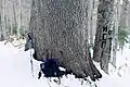 樹皮は細かく浅く鱗状に割れるA. borisii-regis