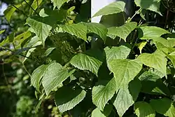 Vitis-flexuosa-habit