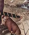 画面右中段の部分。犬が描かれている。
