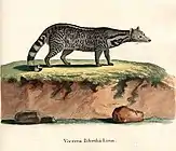 Viverra zibetha