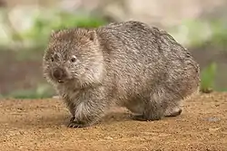 ウォンバット(ウォンバット科)