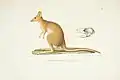 双前歯目カンガルー亜目の仲間 potoroo の図（ルイ・ド・フレシネ著書Voyage autour du monde より）