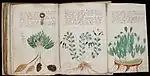 三つ折のページを展開したもの。上に文字が書かれ、下に植物のようなものが描かれている。