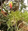 インコアナナス