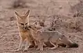 親子