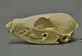 頭骨