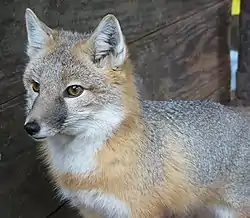 スイフトギツネ