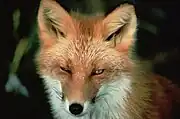 Vulpes vulpesアカギツネ/温帯