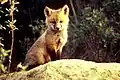 岩の上にすわる仔狐