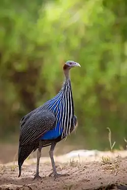 フサホロホロチョウ