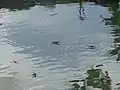 水面で活動するオオアメンボ Aquarius elongatus