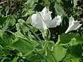 ヒョウタンの花