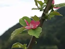 カリンの花