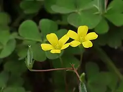 Oxalis corniculata