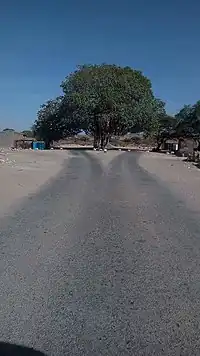 著名なBardaha Wadaamagooの木。幹線道路の中央に立っている。