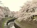 都内有数の桜の名所として知られる和田堀公園（八幡橋より撮影）