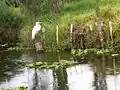 運河の岸にいる白鷺