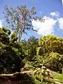 ワヒアワの観光スポットである、ワヒアワ植物園。