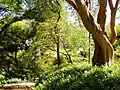 ワヒアワ植物園