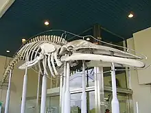 ニタリクジラ標本（和歌山県立自然博物館）