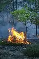 山火事