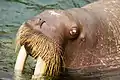 セイウチの頭部周辺/密生した太く長い洞毛が際立って見える。鴨川シーワールドにて撮影。
