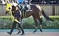 ペルセウスステークス パドック