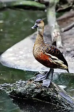 オオリュウキュウガモ