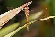 ウスバキトンボ属ウスバキトンボPantala flavescens