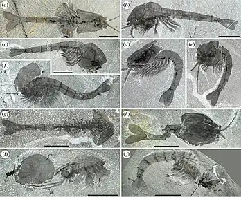 ワプティアの化石標本